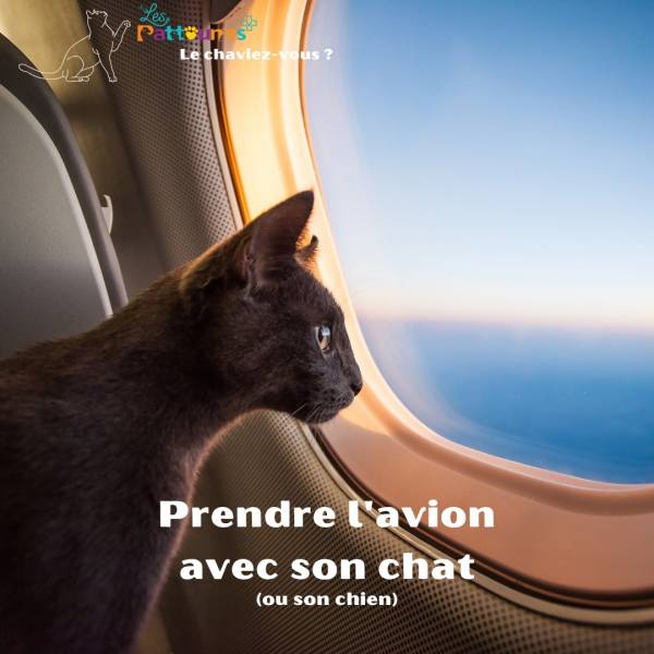 VOYAGER AVEC SON CHAT OU SON CHIEN | Le cabinet Les Pattounes à Toulon vous informe